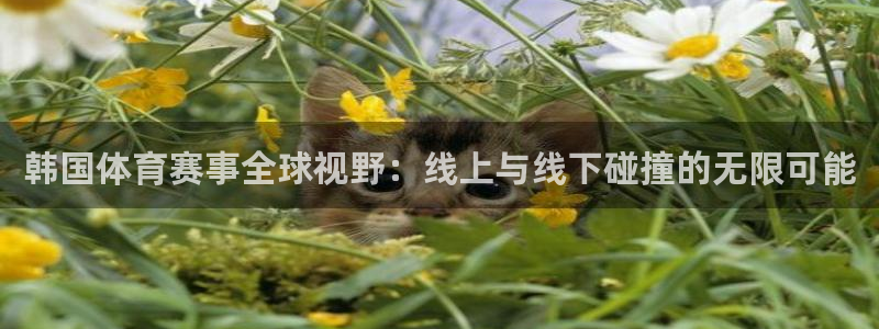韩国体育赛事全球视野：线上与线下碰撞的无限可能