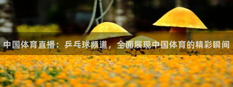 中国体育直播：乒乓球频道，全面展现中国体育的精彩瞬间