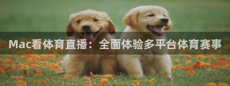 Mac看体育直播：全面体验多平台体育赛事